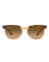 Eagle Eye Polarised Sunglasses in Polished Havana On Transparent Brown & Brown