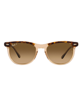 Eagle Eye Polarised Sunglasses in Polished Havana On Transparent Brown & Brown