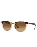 Eagle Eye Polarised Sunglasses in Polished Havana On Transparent Brown & Brown